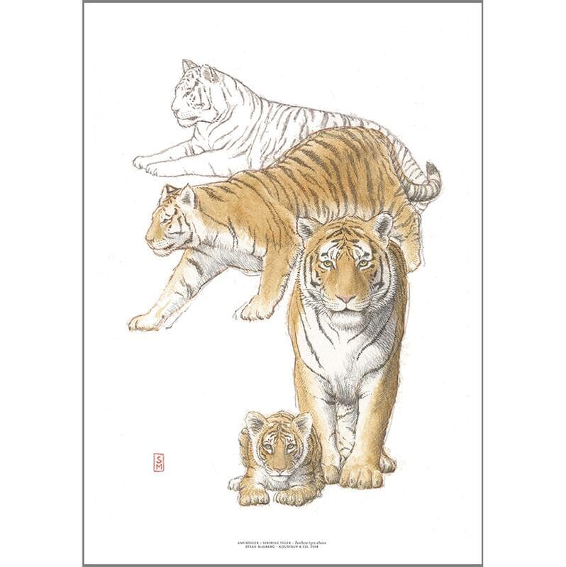 Koustrup & Co - Kunsttryk "Tiger" A4-logo
