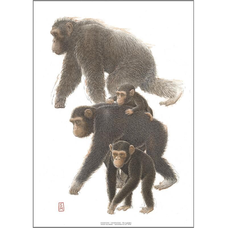 Koustrup & Co - Kunsttryk "Chimpanse" A3-logo