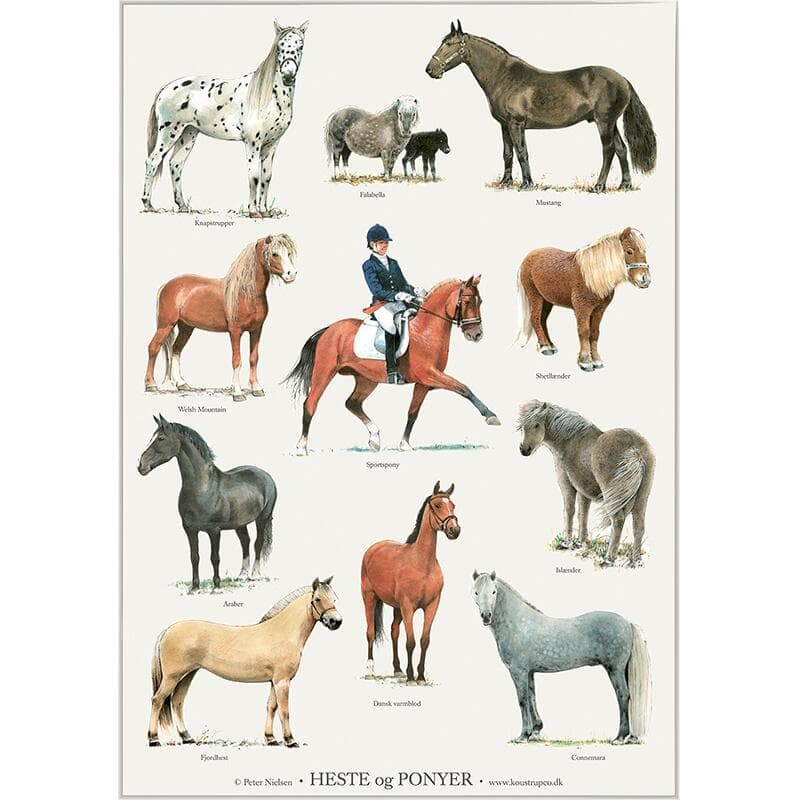 Koustrup & Co - Plakat "Heste & Ponyer" A2 -logo