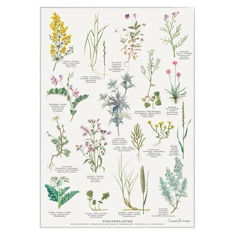 Koustrup & Co - Plakat "Strandplanter" A4 ( 21x29,7 cm ) -logo